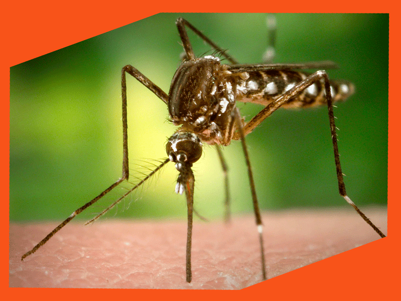 Обработка от комаров